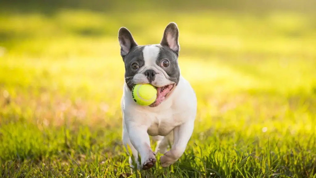 races de chiens calmes
