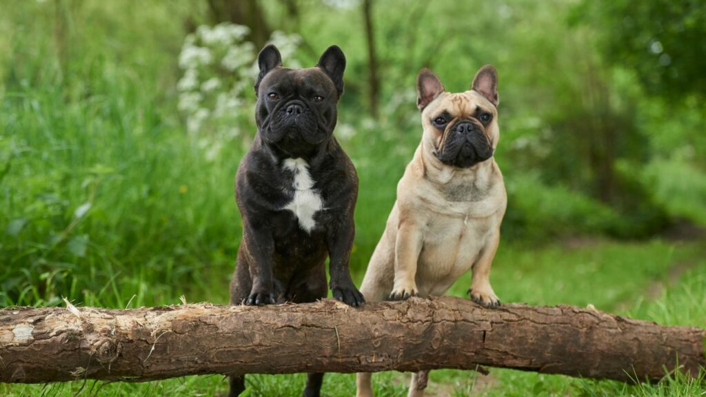 bon à l'intérieur des chiens