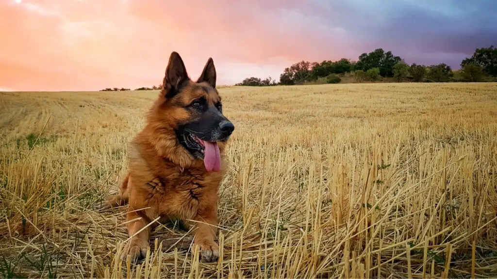 types de chiens de berger