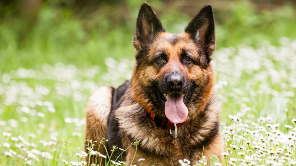 races de chiens douillettes
