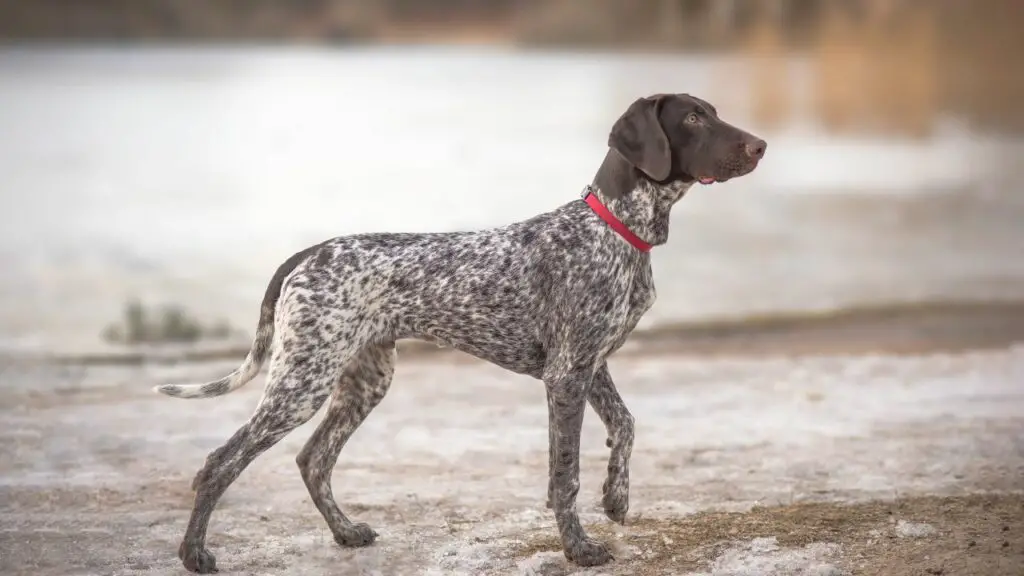 meilleures races de chiens pour l'anxiété