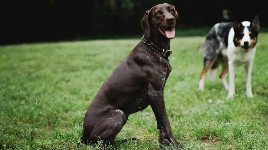 meilleurs chiens pour courir
