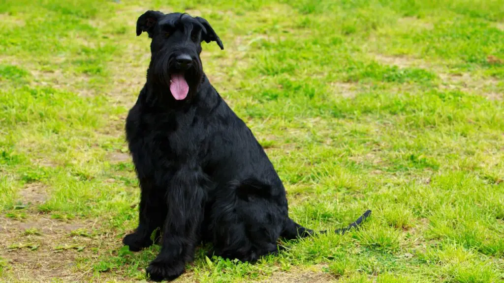 les Schnauzers géants sont-ils de bons chiens de garde