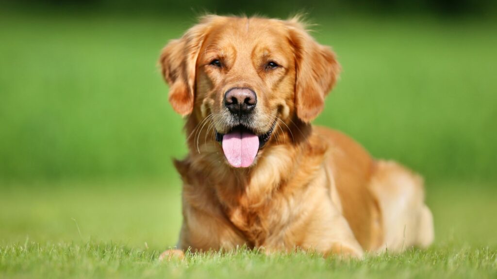 Races de chiens pour les couples de jeunes mariés