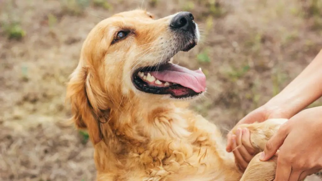 races de chiens les plus aimantes