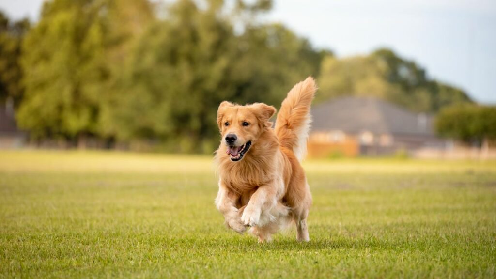 Tempérament du Golden Retriever