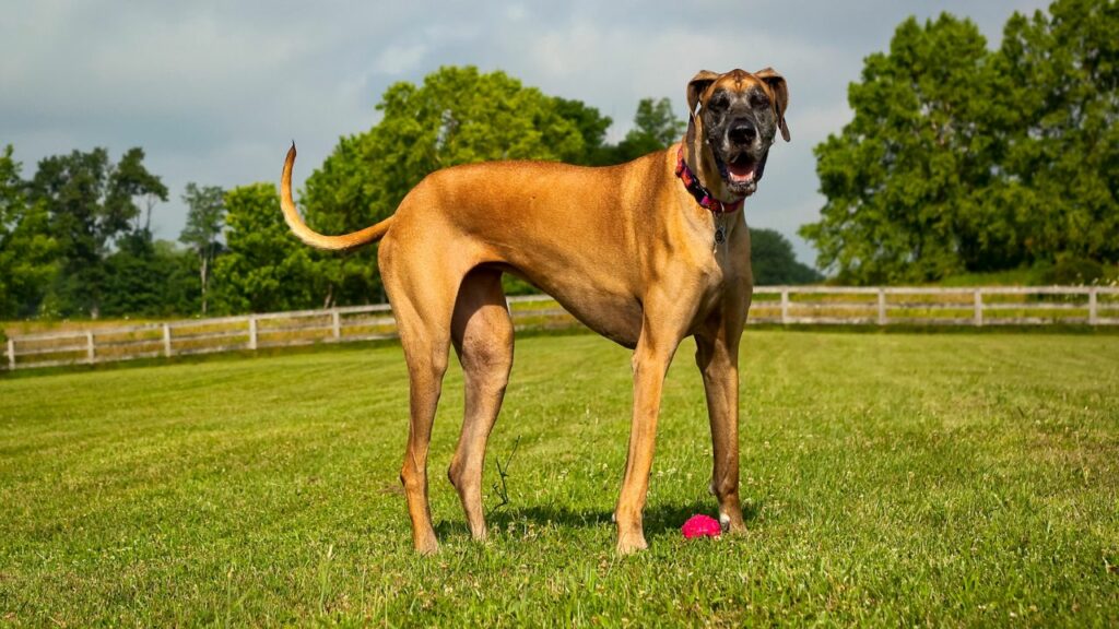 Races de chiens similaires au Bullmastif