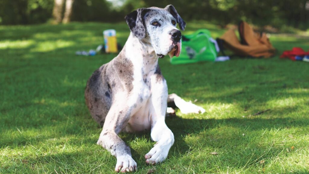 bons animaux de compagnie pour les adolescents
