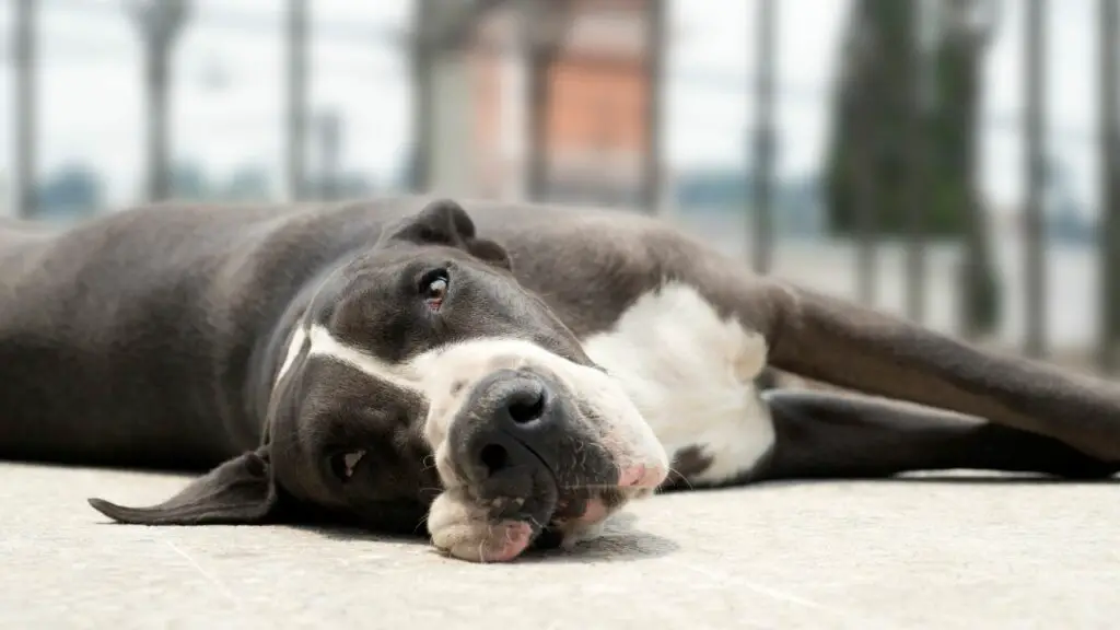 pourquoi les chiens dorment à l'envers