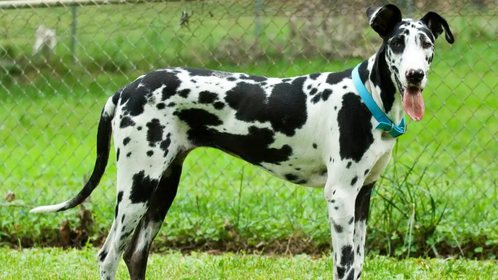 races de chiens affectueux
