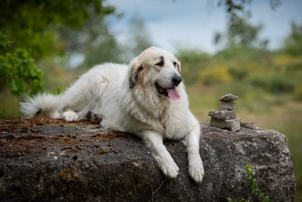 Chiens blancs