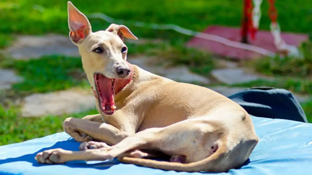 races de chiens endormis