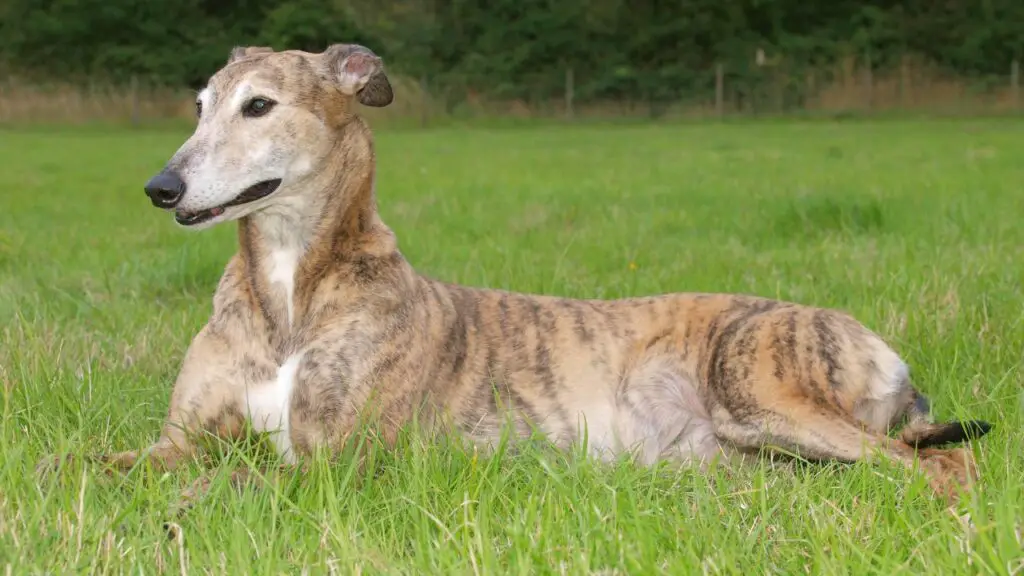 races de chiens les plus craintives