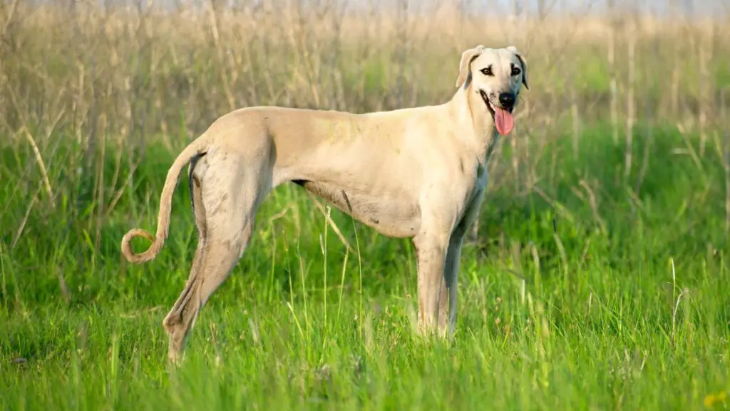 les chiens soulagent-ils le stress