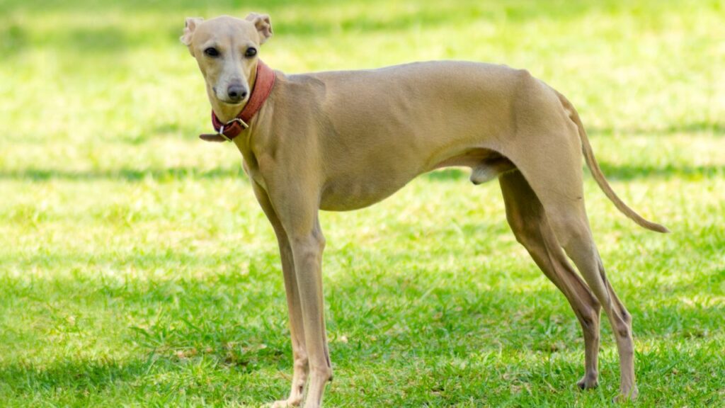 nourriture pour chien difficile à manger
