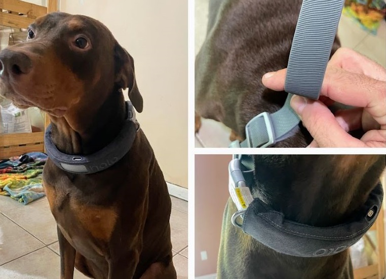 collier de clôture pour chien sans fil