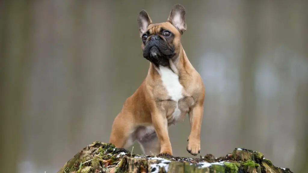 intelligence du bouledogue français