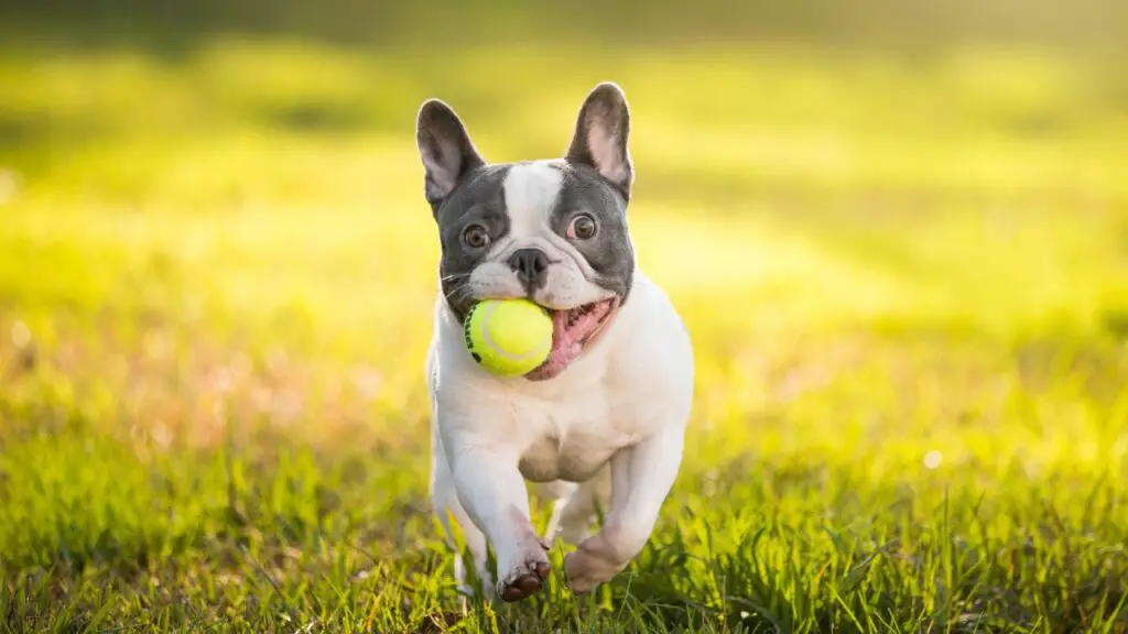 avantages et inconvénients du bouledogue
