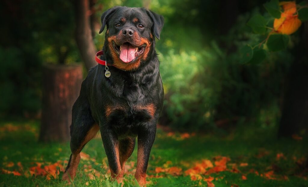 Races de chiens de sécurité à domicile