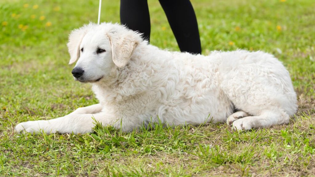 animaux nécessitant beaucoup d'entretien
