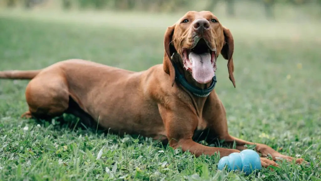 races de chiens les plus nécessiteuses
