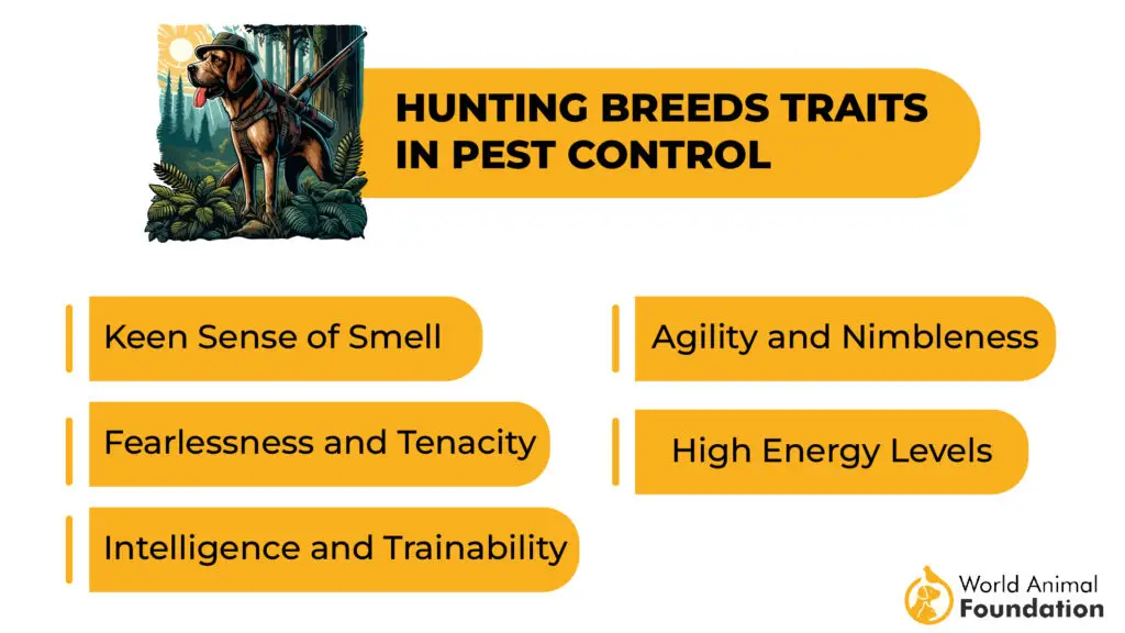 Caractéristiques des races de chasse dans la lutte antiparasitaire