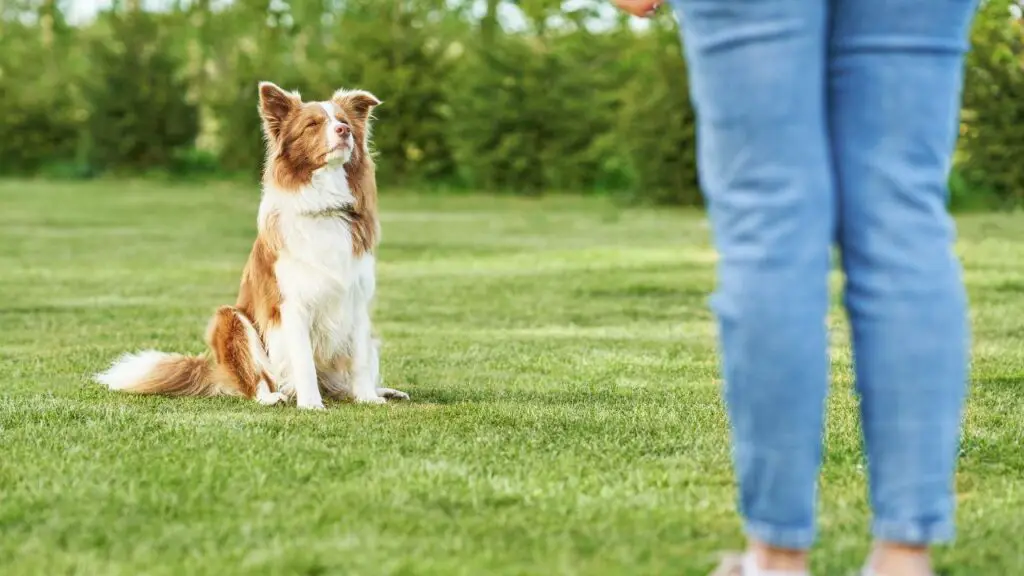 les border collies protègent-ils leurs propriétaires
