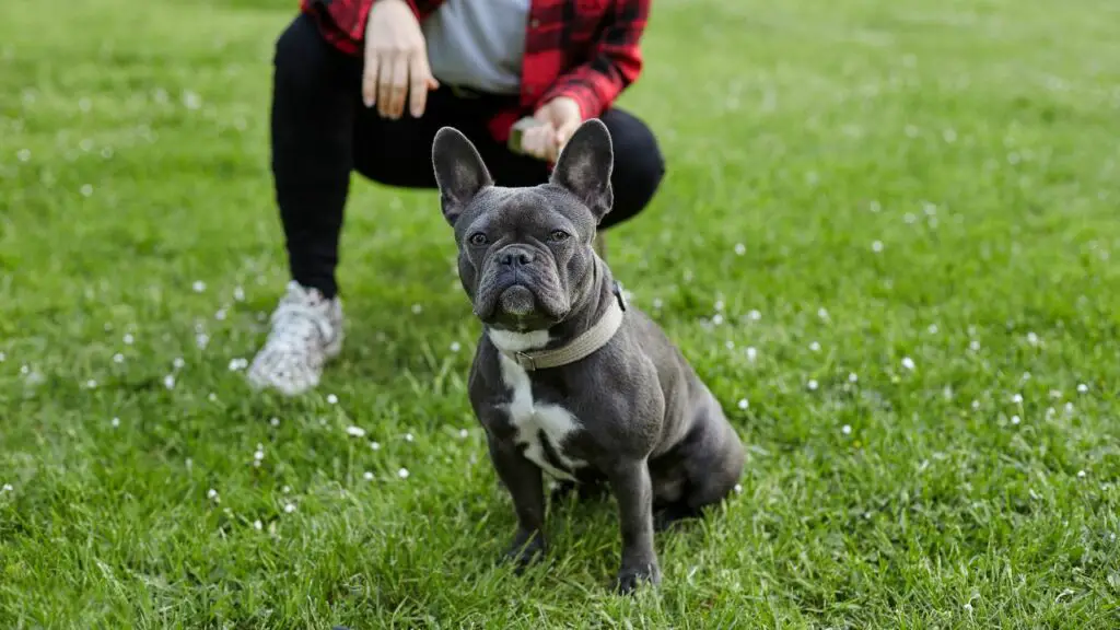 est-ce qu'un bouledogue français est fait pour moi