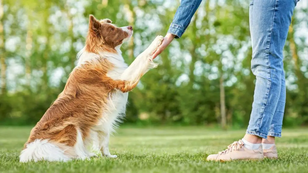 les border collies sont-ils fidèles
