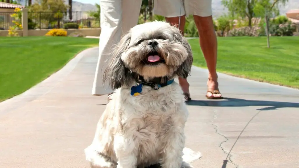 Le Shih Tzu est-il le chien qu'il vous faut