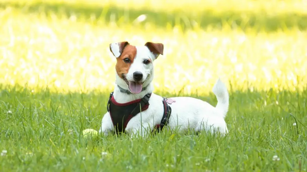 les races de chiens les plus saines et celles qui vivent le plus longtemps