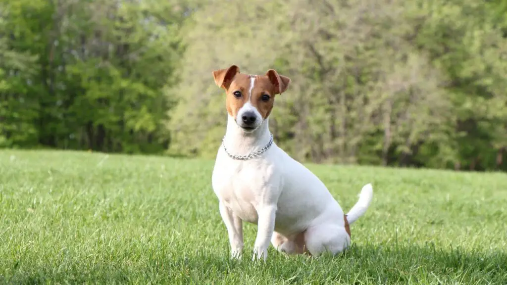 races de chiens les plus difficiles
