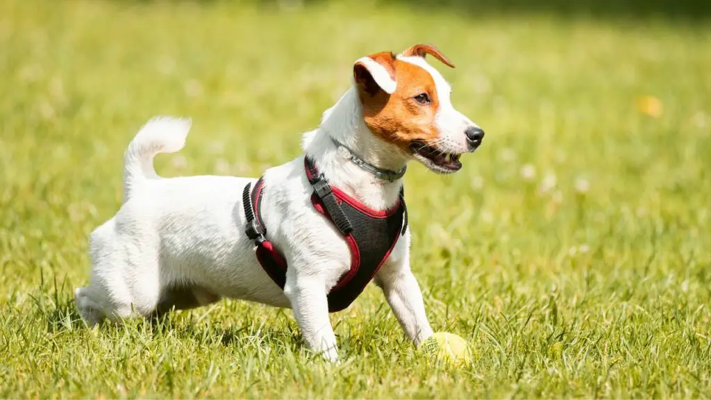 bons chiens avec qui courir
