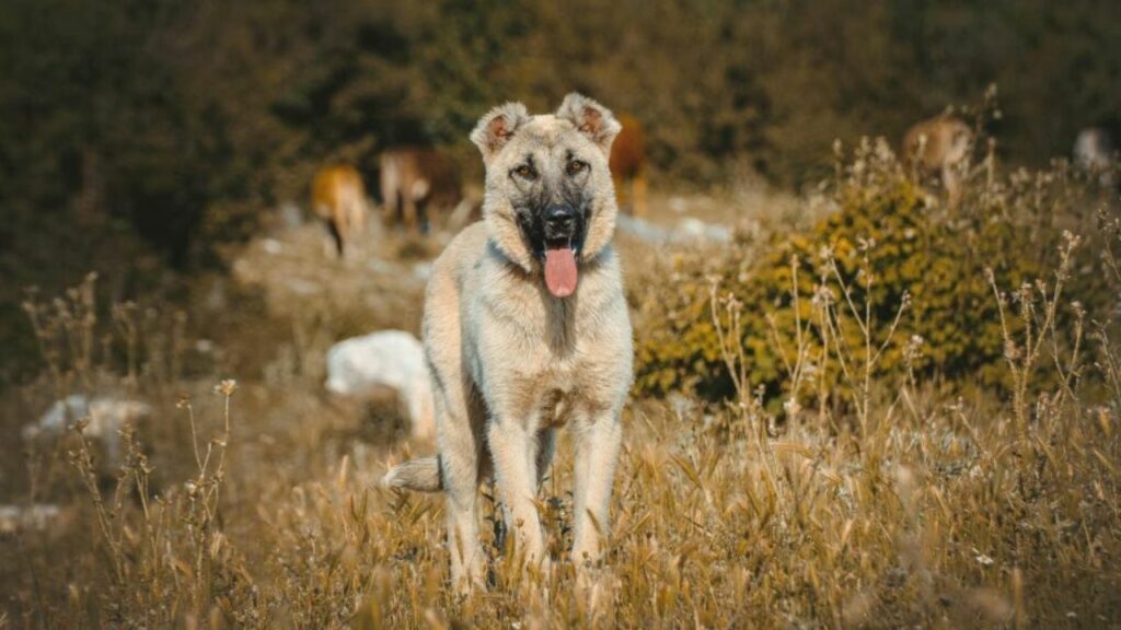 Des chiens à protéger contre les animaux sauvages