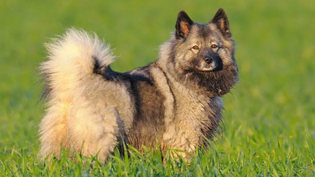 chiens à fourrure
