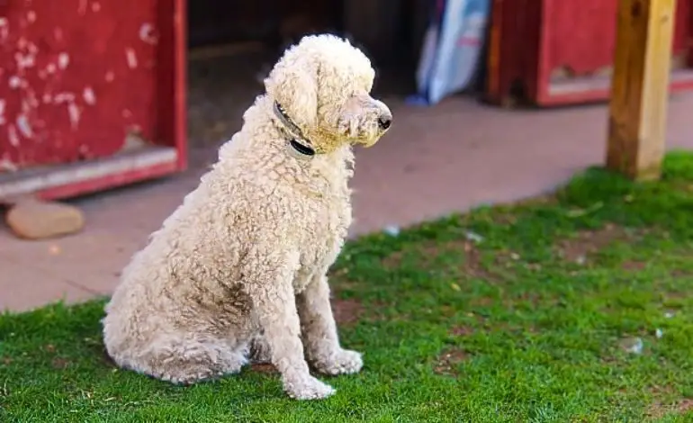 chiens de protection
