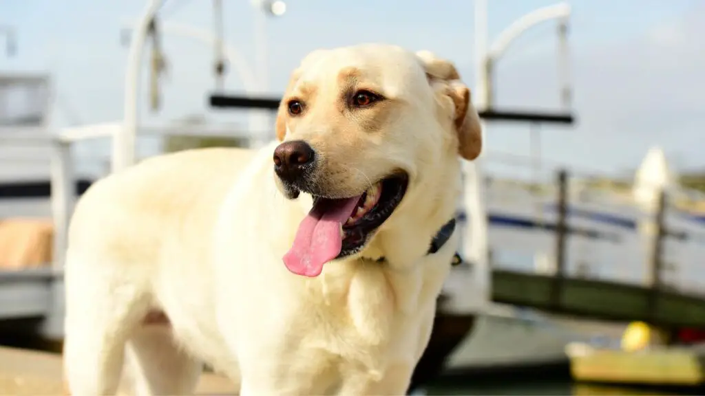 quelle est la race de chien la plus affectueuse
