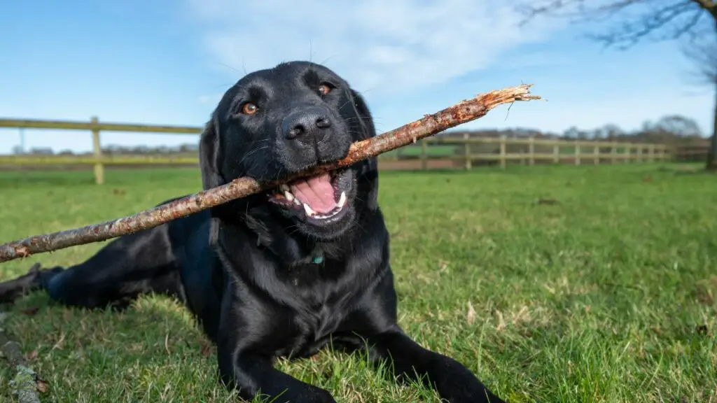 les plus belles races de chiens