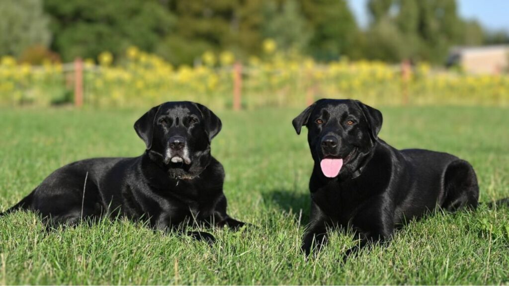 race de chien boomer
