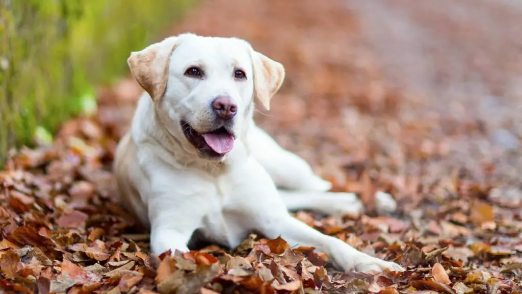 les chiens sont-ils émotionnellement intelligents