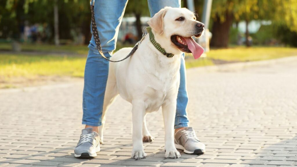 meilleures races de chiens pour les adolescents
