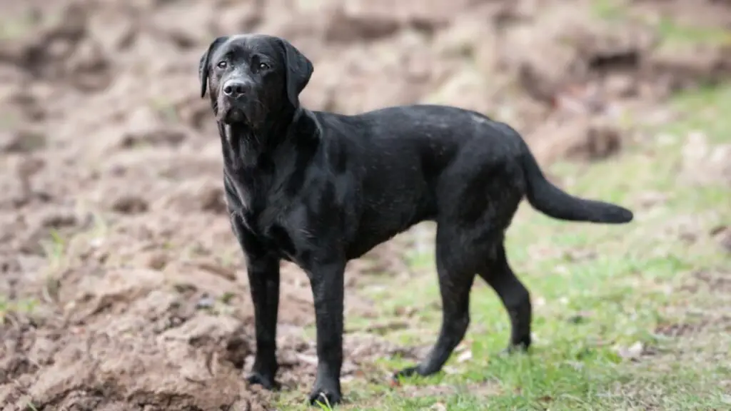 meilleurs chiens traqueurs de sang de cerf
