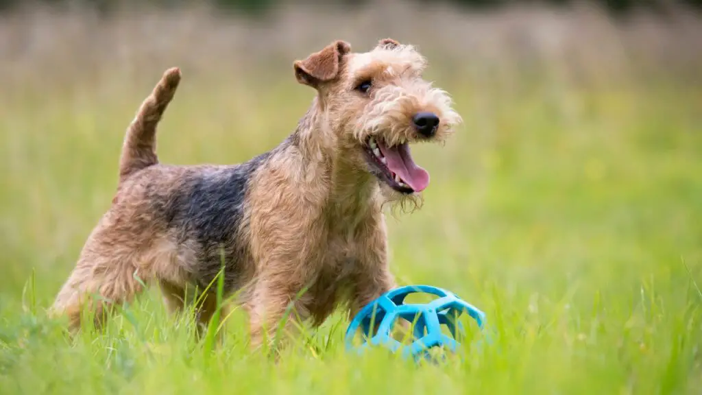   races de chiens de chasse