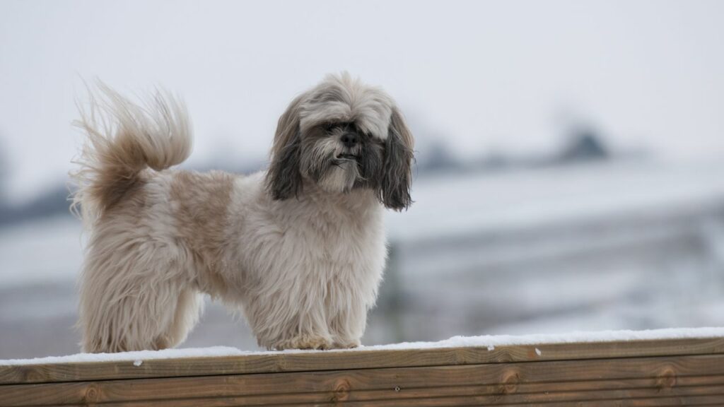 shih tzu ADN du loup
