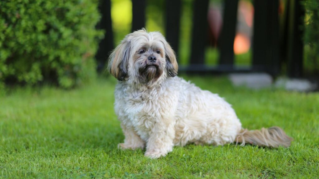 race de chien avec la plus longue durée de vie