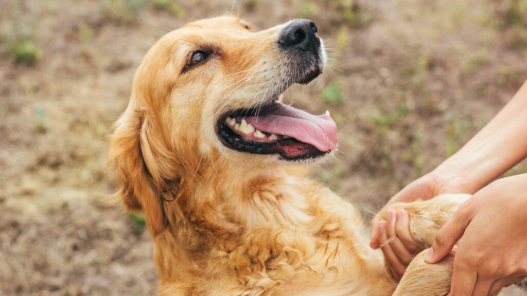 les golden retrievers sont-ils agressifs