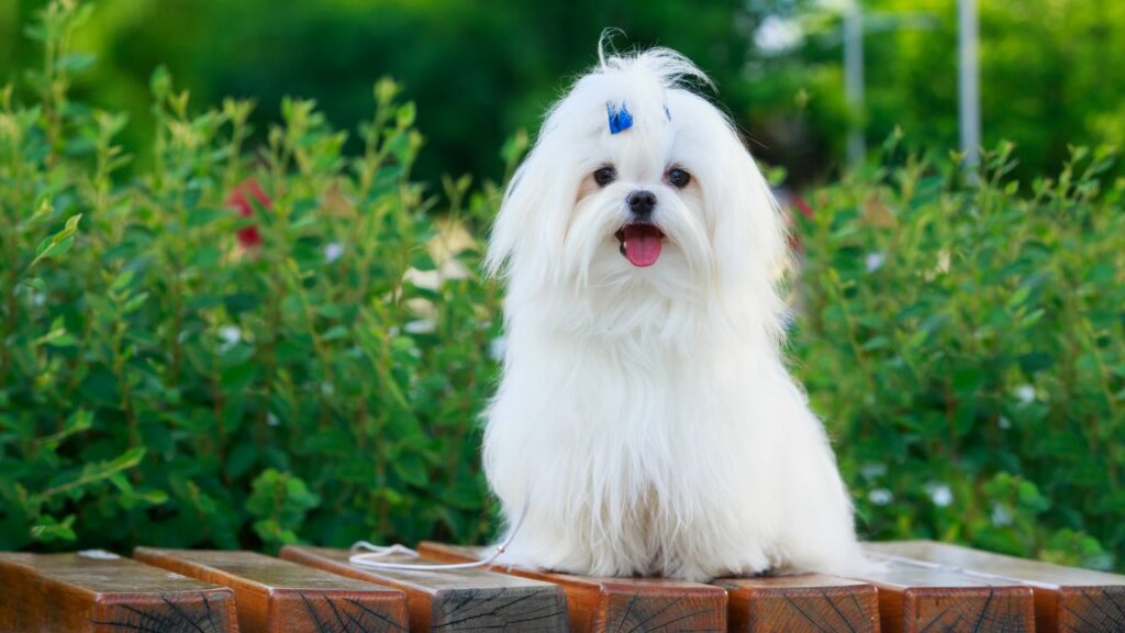 meilleur chien pour vivre en ville