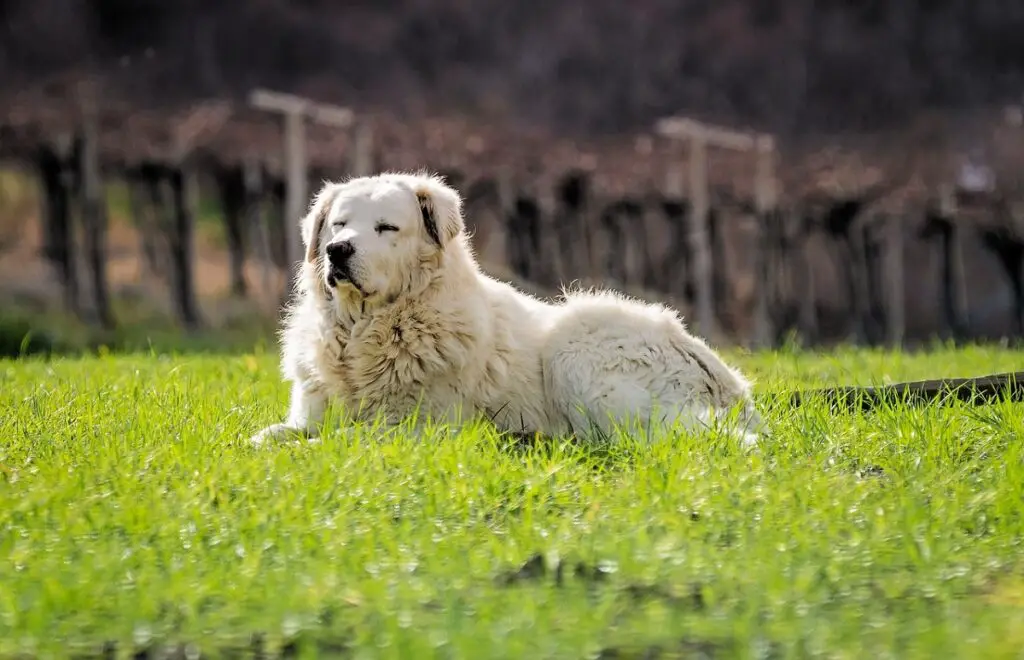 Chiens de garde pour le bétail
