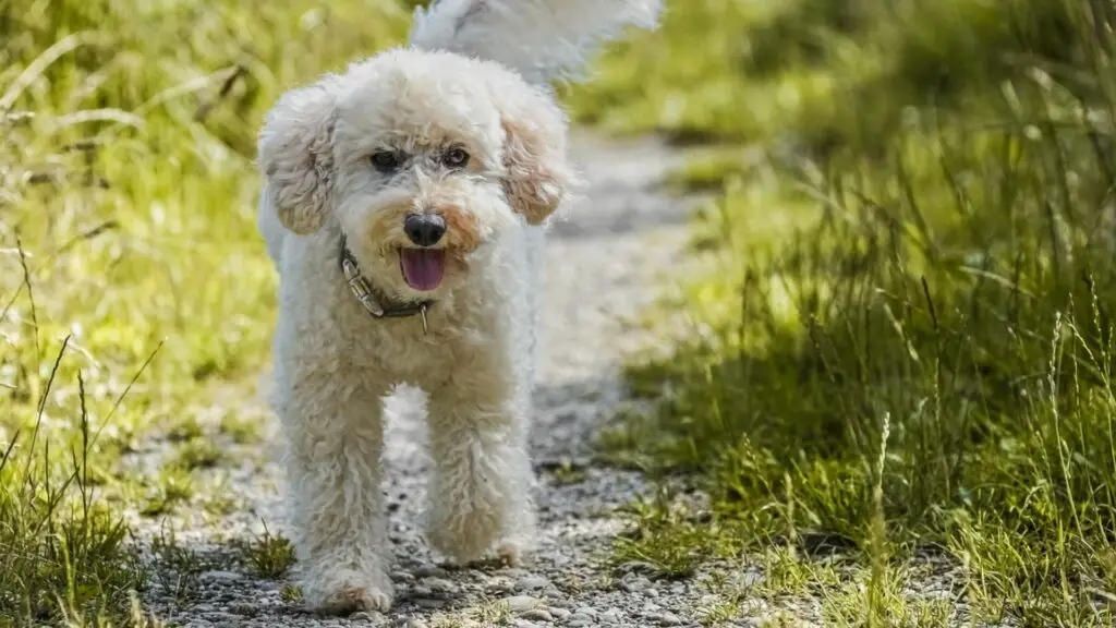 races de chiens les plus amicales