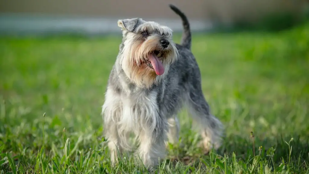 races de chiens les plus anxieuses